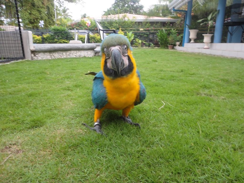 Parrot 3* Moalboal