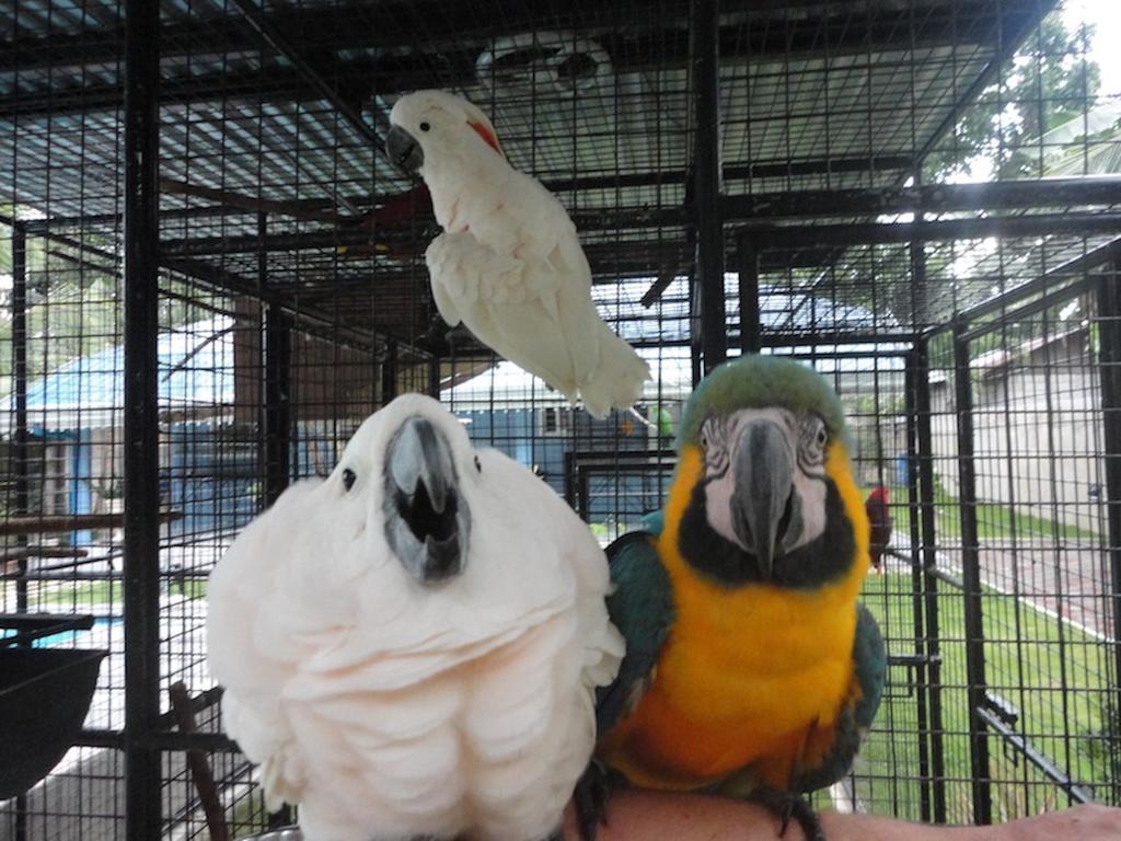 Parrot 3* Moalboal