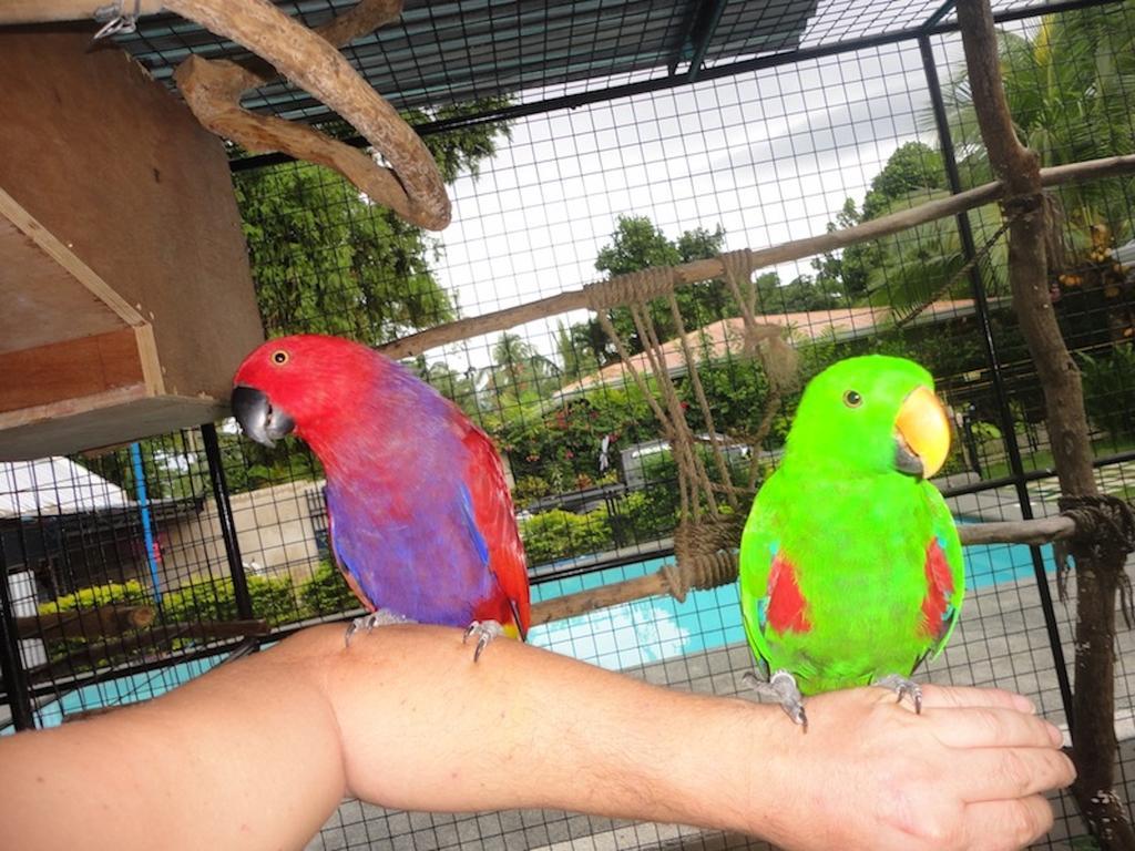 Resort Parrot 3*