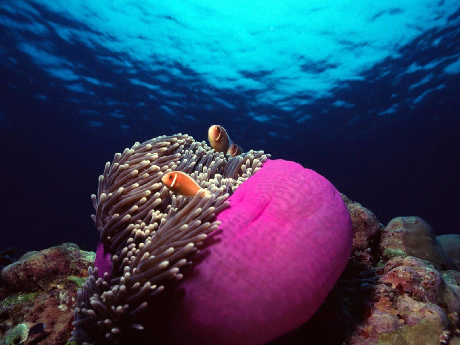 Pulchra 5* Cebu