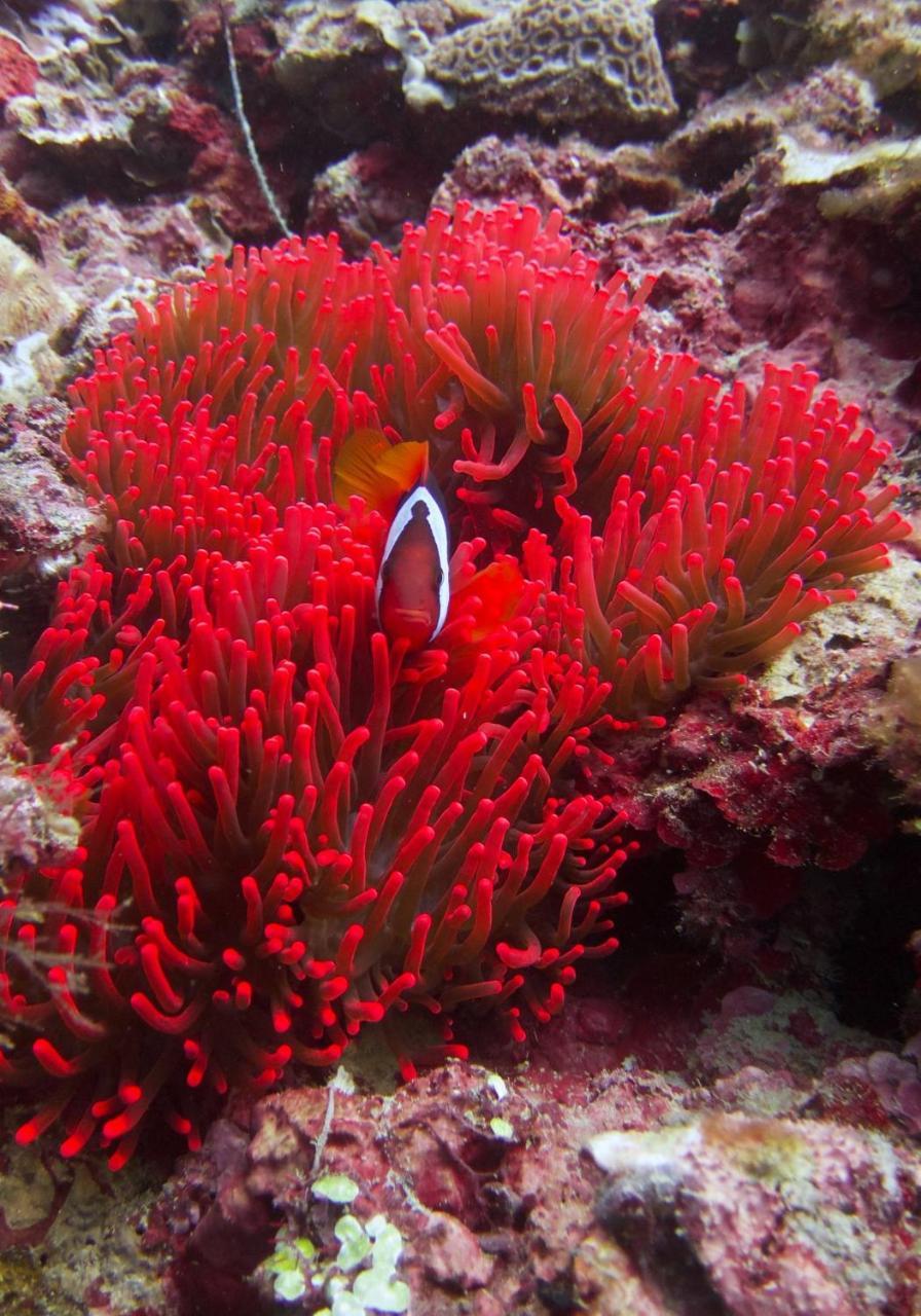 The Shark's Tail Dive Center 3* Daanbantayan