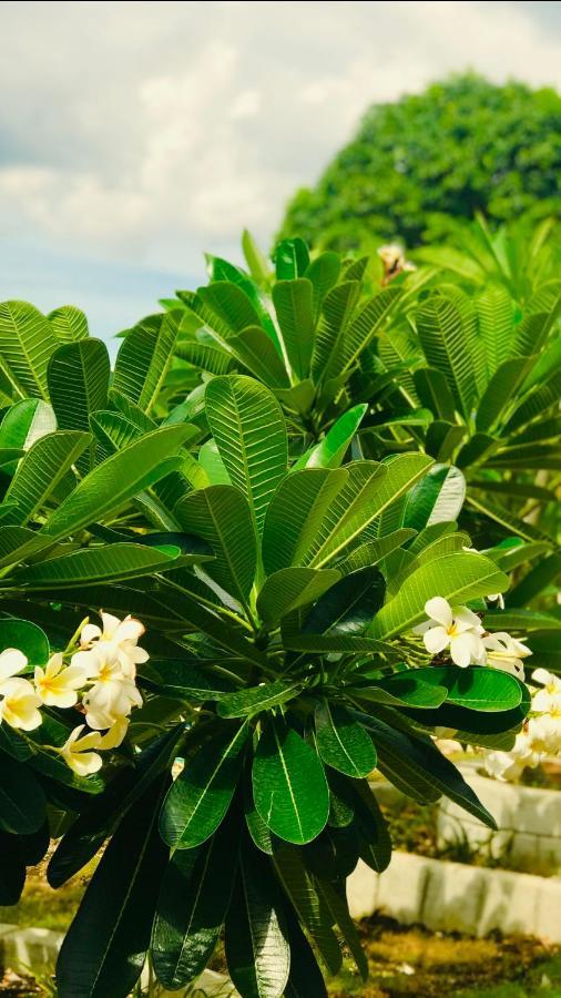 La Plumerias Moalboal
