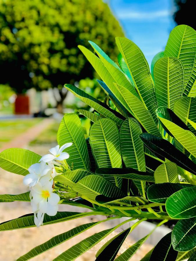 Resort La Plumerias