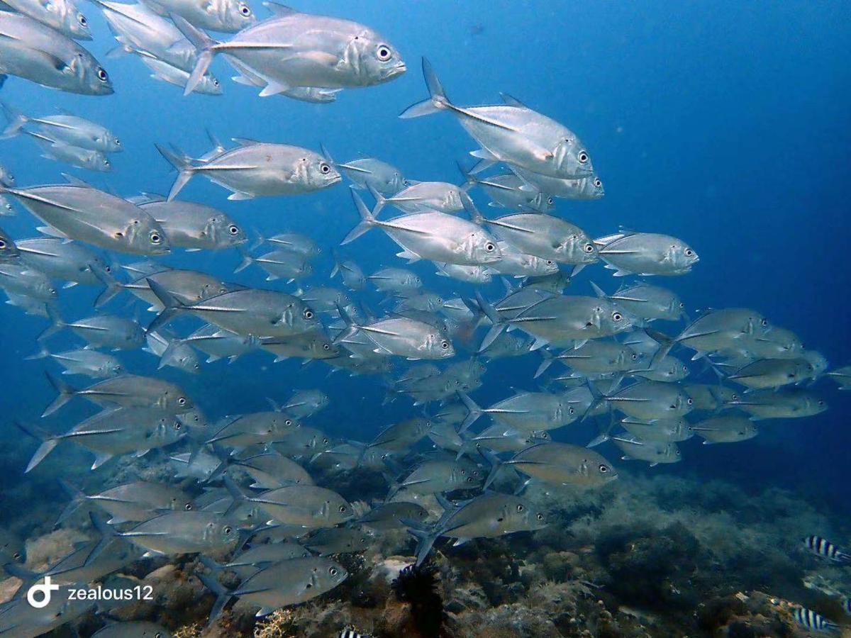 Sugarsea & Dive Shop Resort Lapu-Lapu City