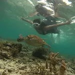 Moalboal Indino\'S Guesthouse Sardines Run And Sea Turtle 1 Minute Walking Distance