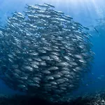 Emoha Dive Resort