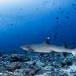 Emoha Dive Resort