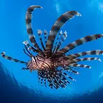 Emoha Dive Resort