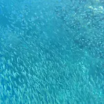 Moalboal Indino\'S Guesthouse Sardines Run And Sea Turtle 1 Minute Walking Distance