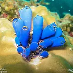 Asian Belgian Dive Resort
