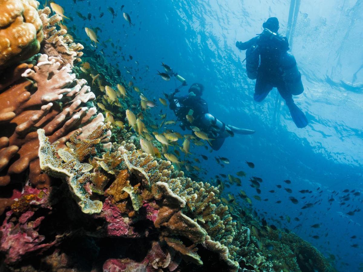 Cebu Seaview Dive *