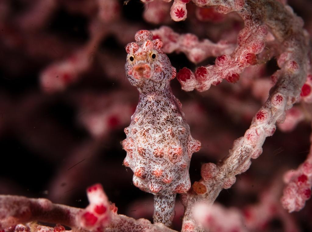 Resort Evolution Dive And