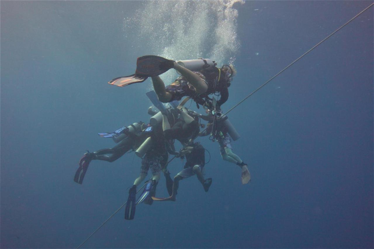 The Shark's Tail Dive Logon