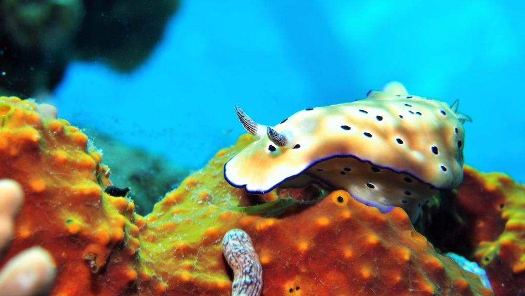 Quo Vadis Dive Resort Moalboal