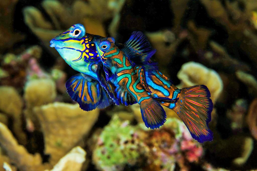 Quo Vadis Dive