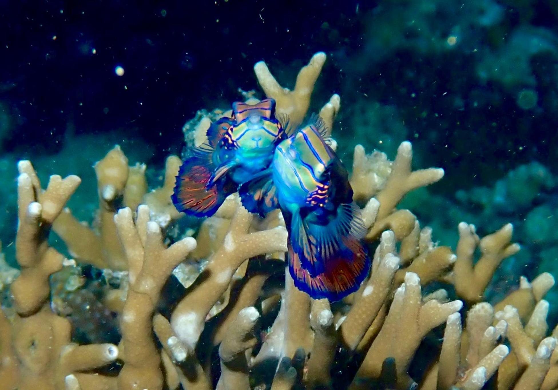 Little Mermaid Dive 3*