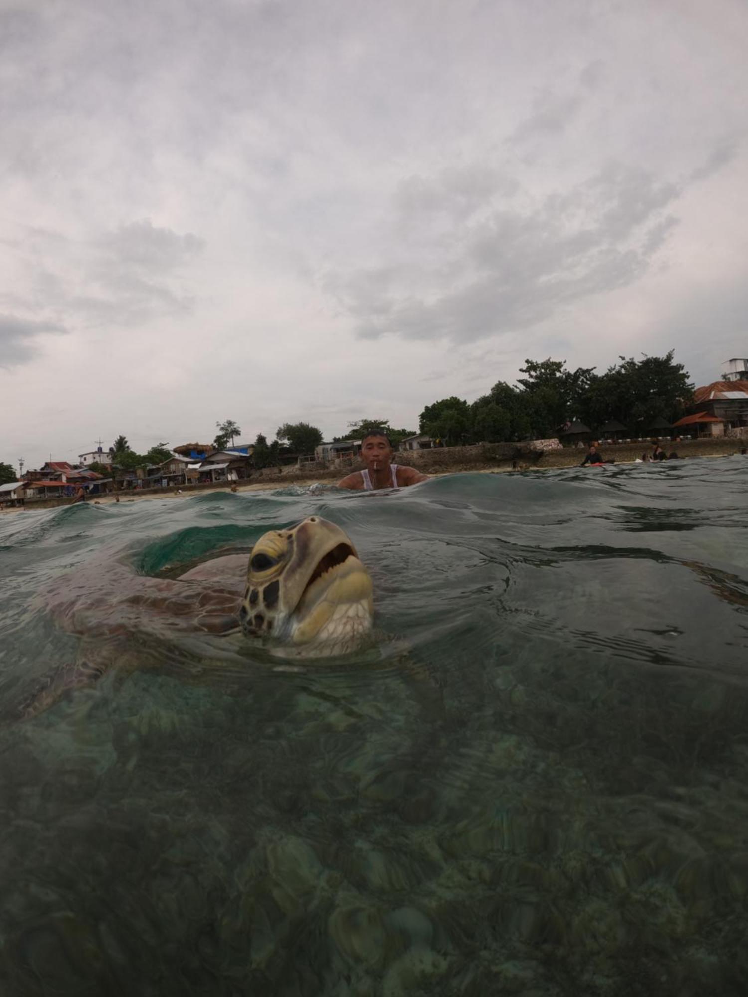 Indino's Sardines Run And Sea Turtle 1 Minute Walking Distance Guest house