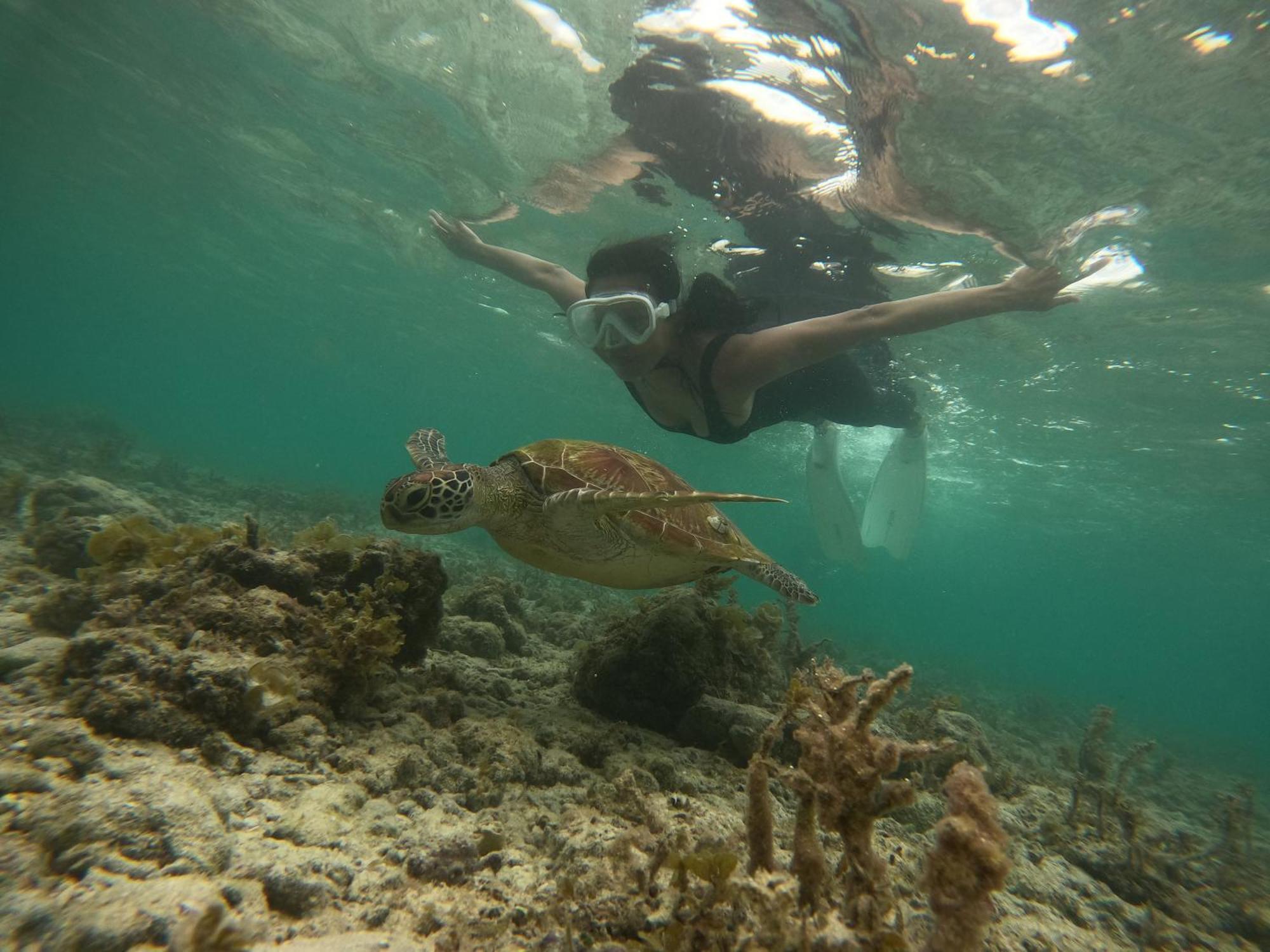 Indino's Sardines Run And Sea Turtle 1 Minute Walking Distance Moalboal