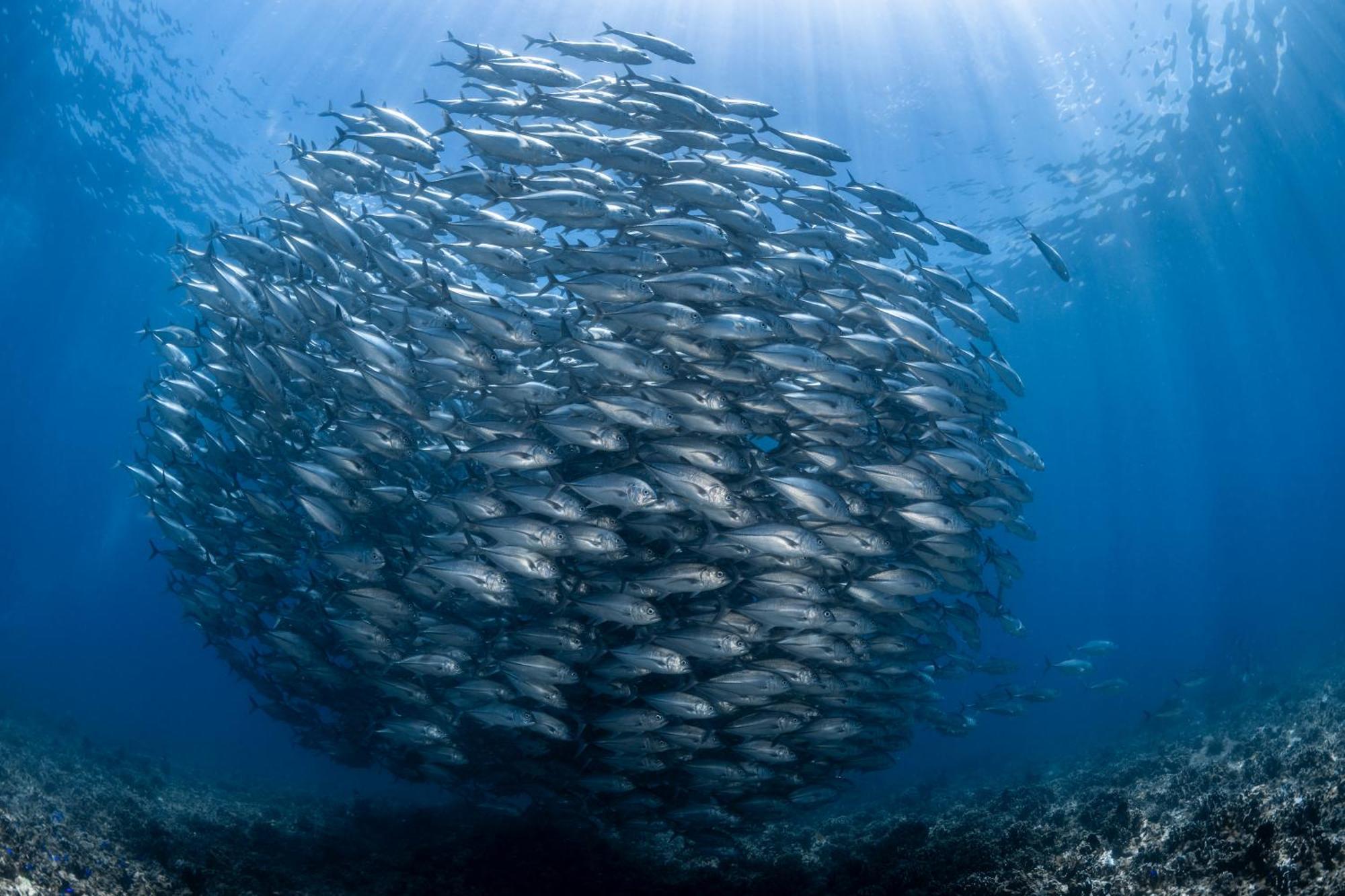 Emoha Dive Santander