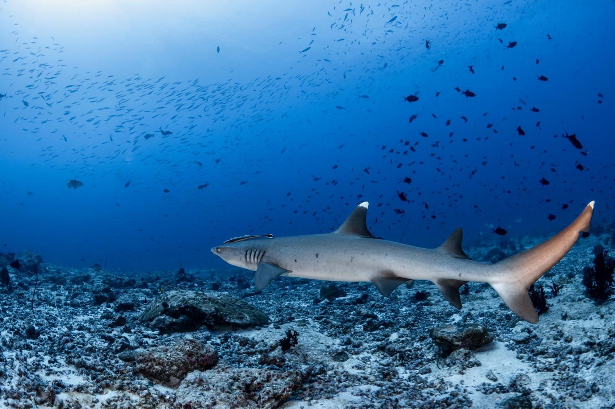 Resort Emoha Dive