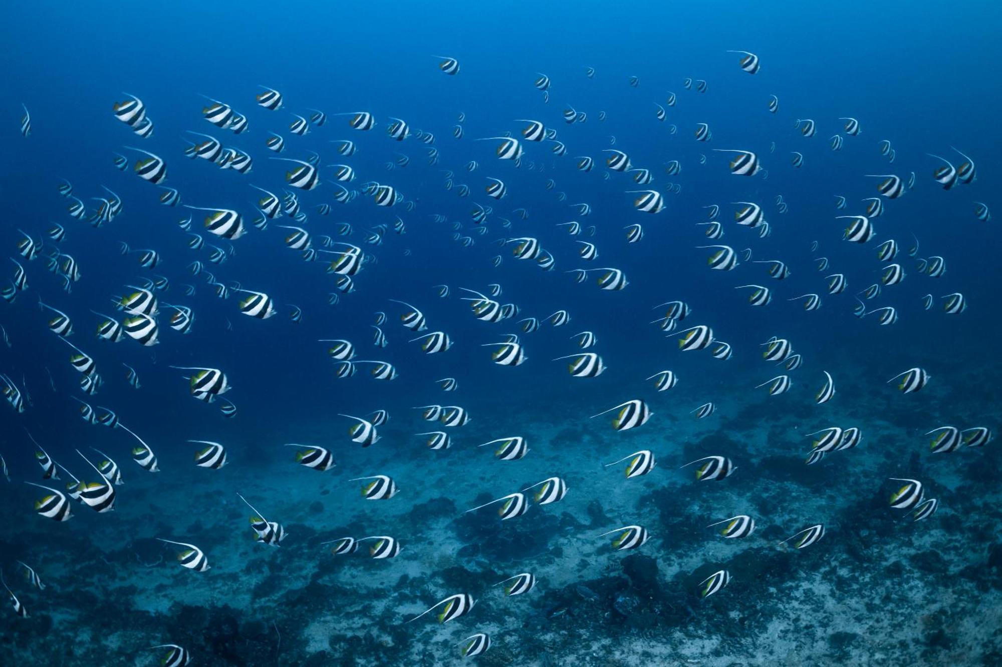 Emoha Dive Resort 2*