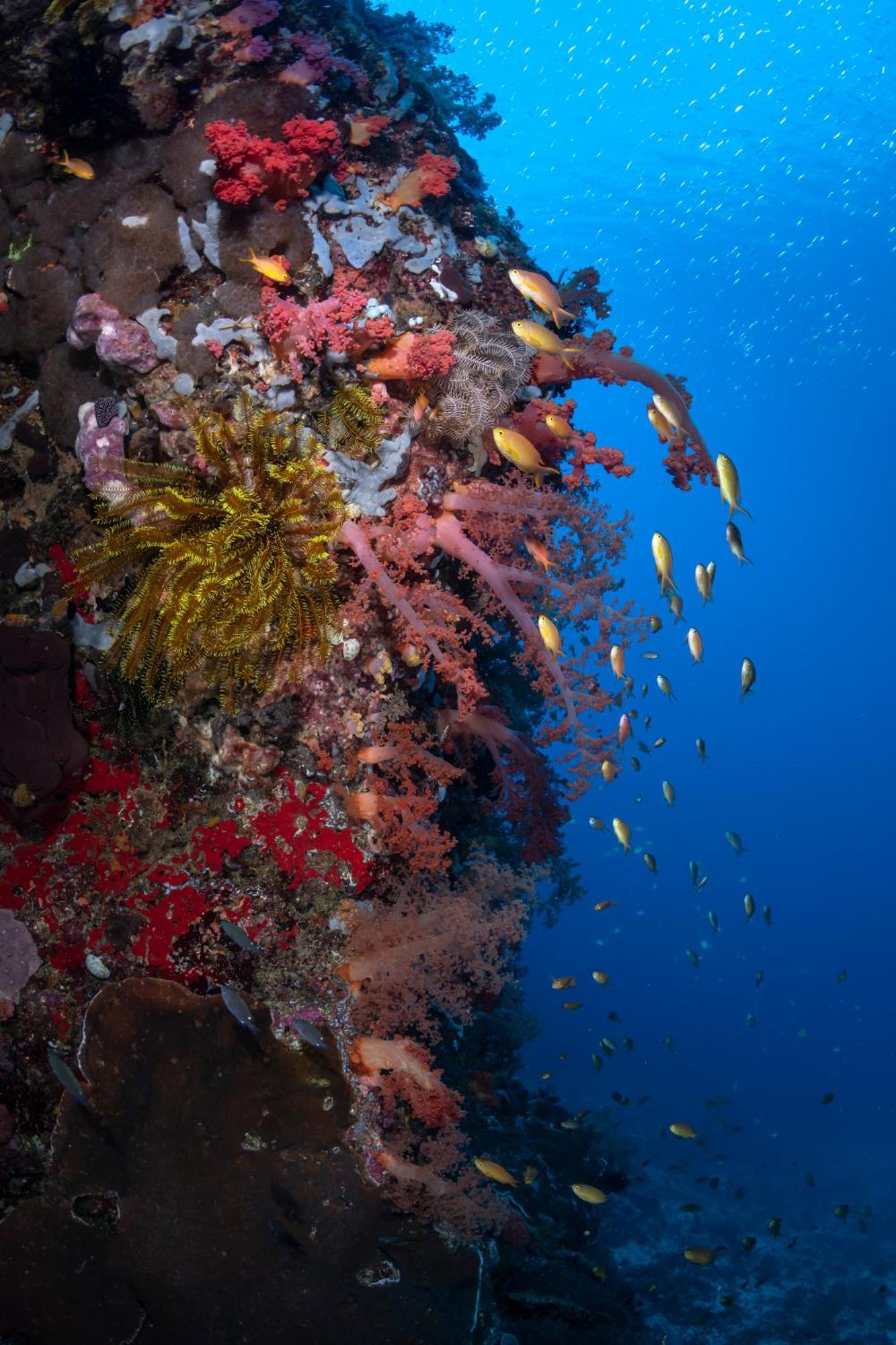 Emoha Dive Resort 2*