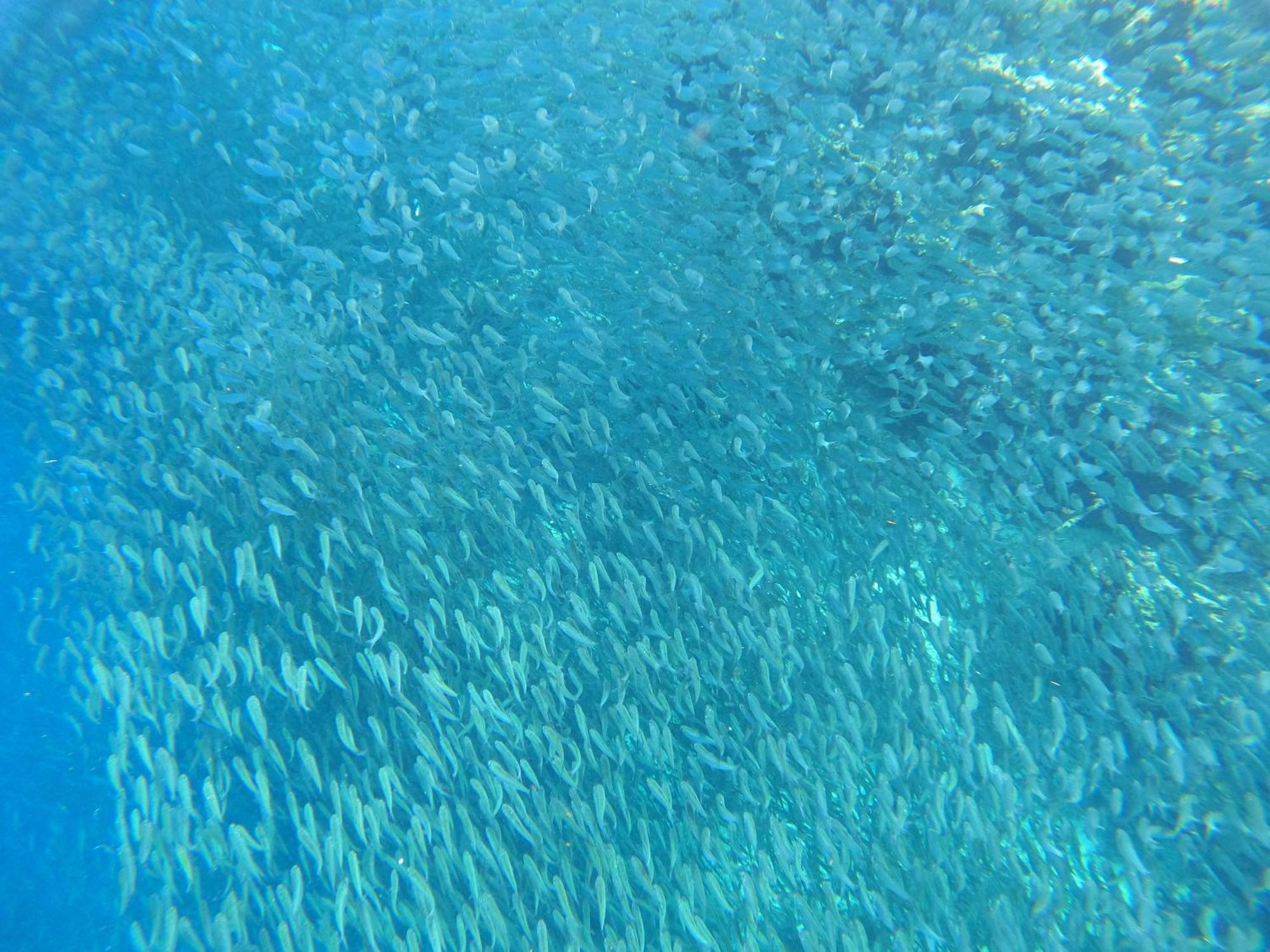 Guest house Indino's Sardines Run And Sea Turtle 1 Minute Walking Distance *