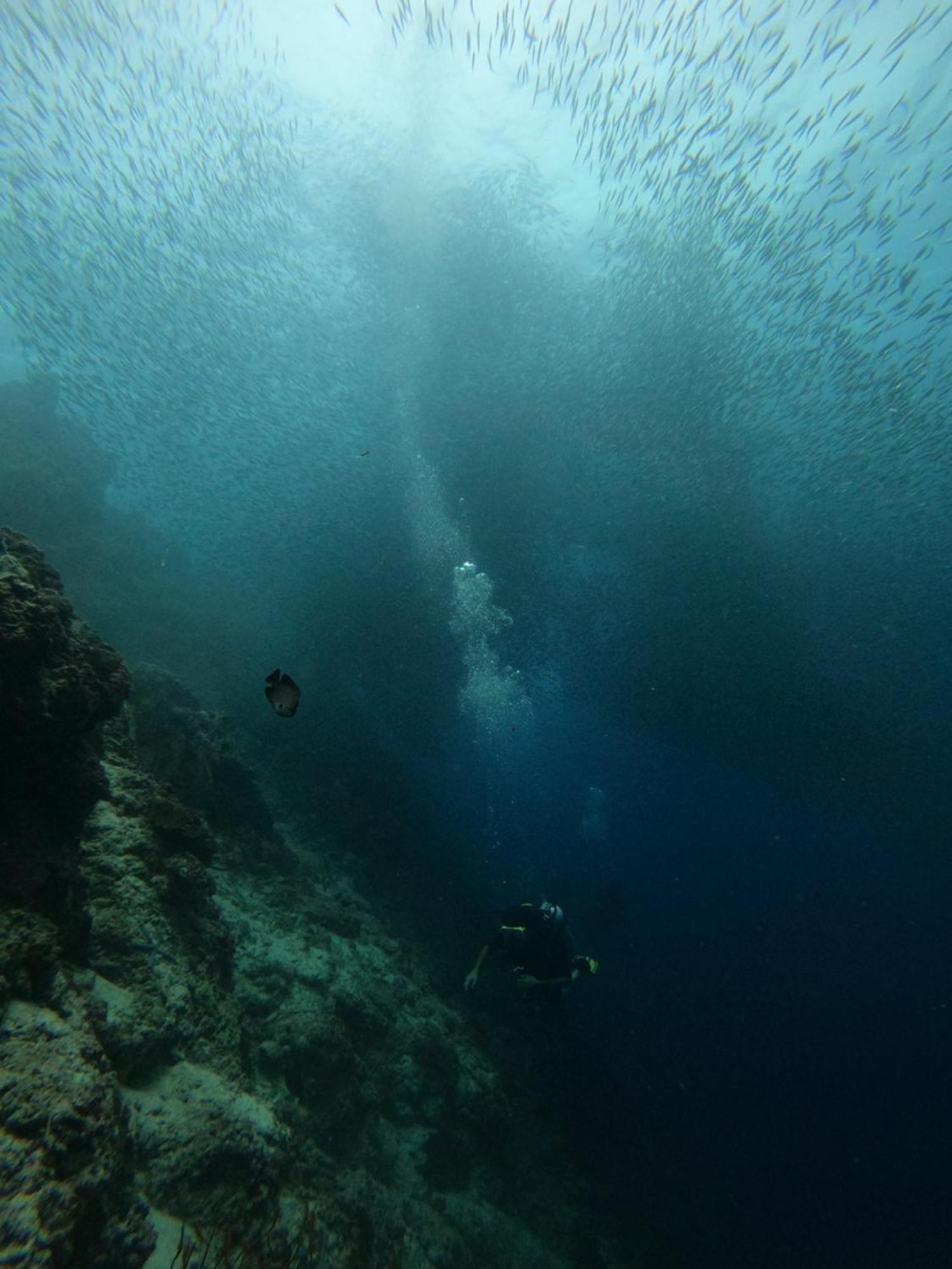 Indino's Sardines Run And Sea Turtle 1 Minute Walking Distance Guest house *