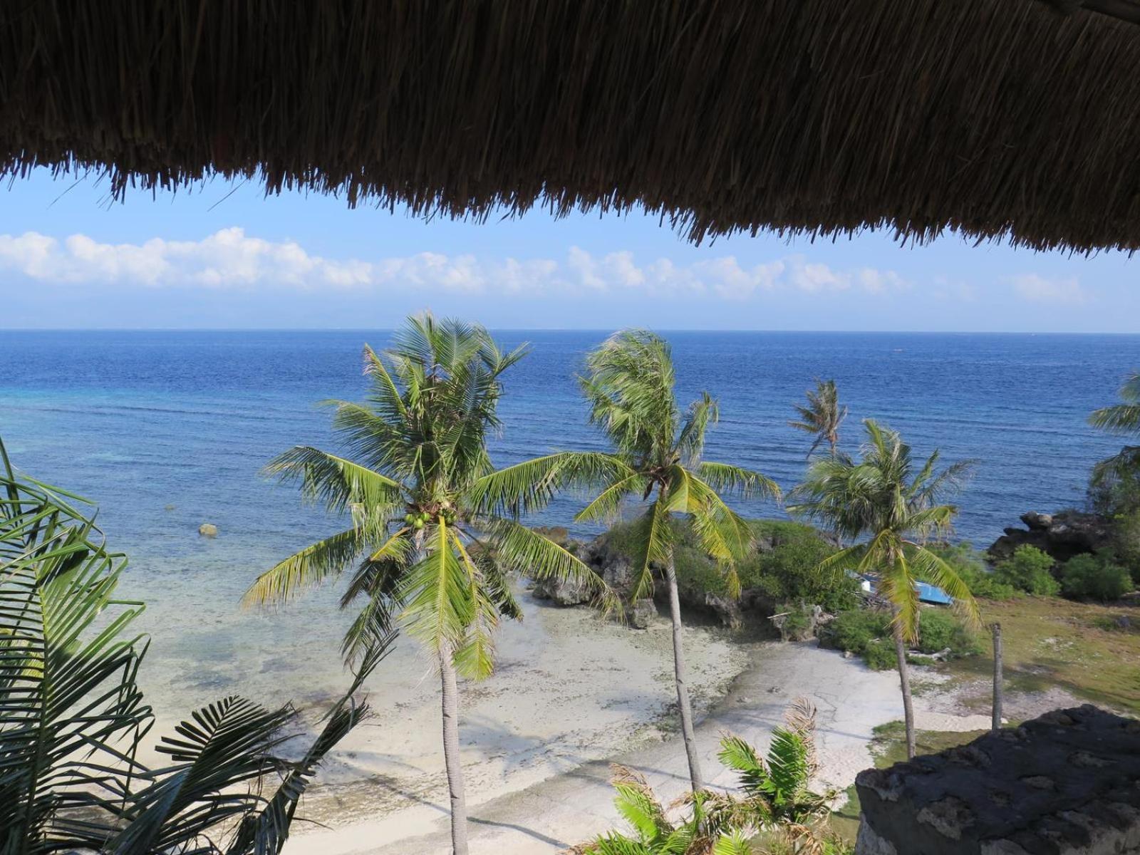 The Wild Orchid - * Moalboal