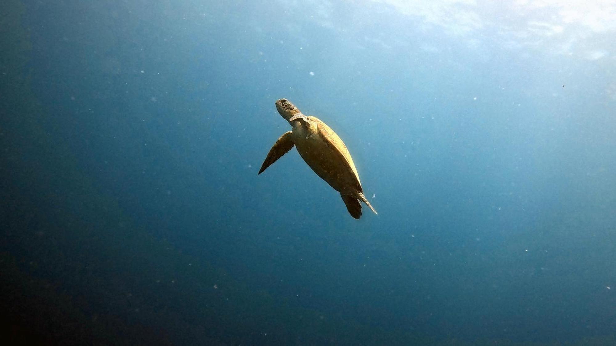The Shuim Dive Hotel Moalboal