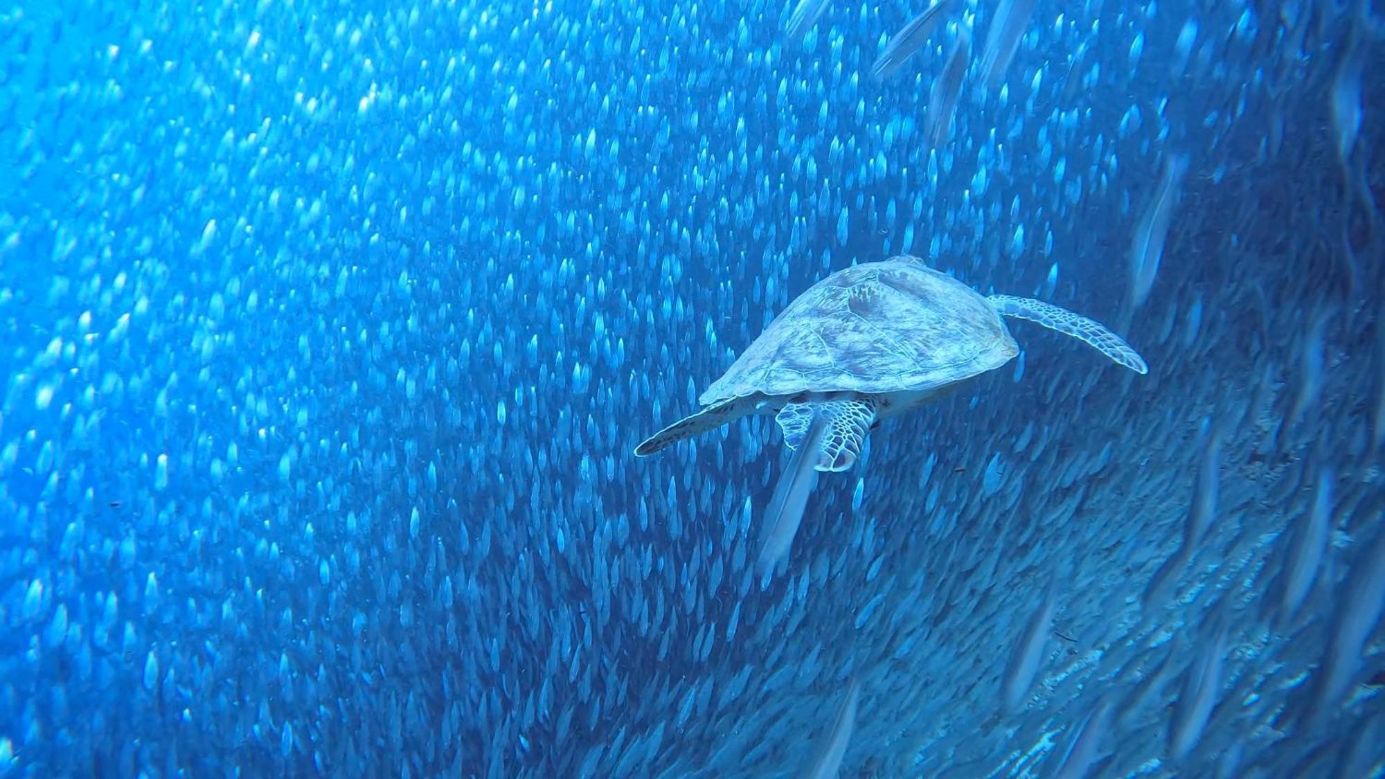 The Shuim Dive *