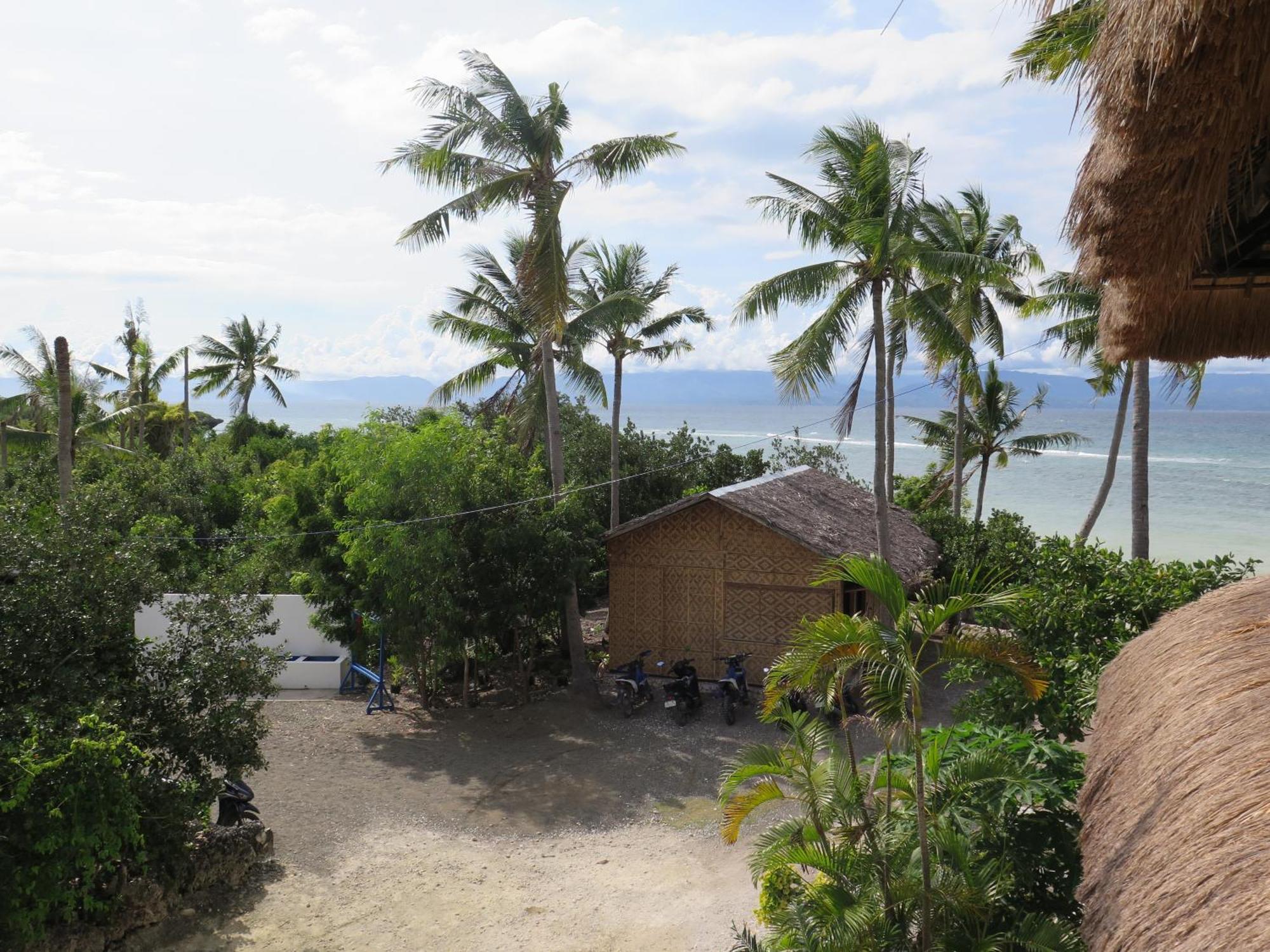 The Wild Orchid - * Moalboal
