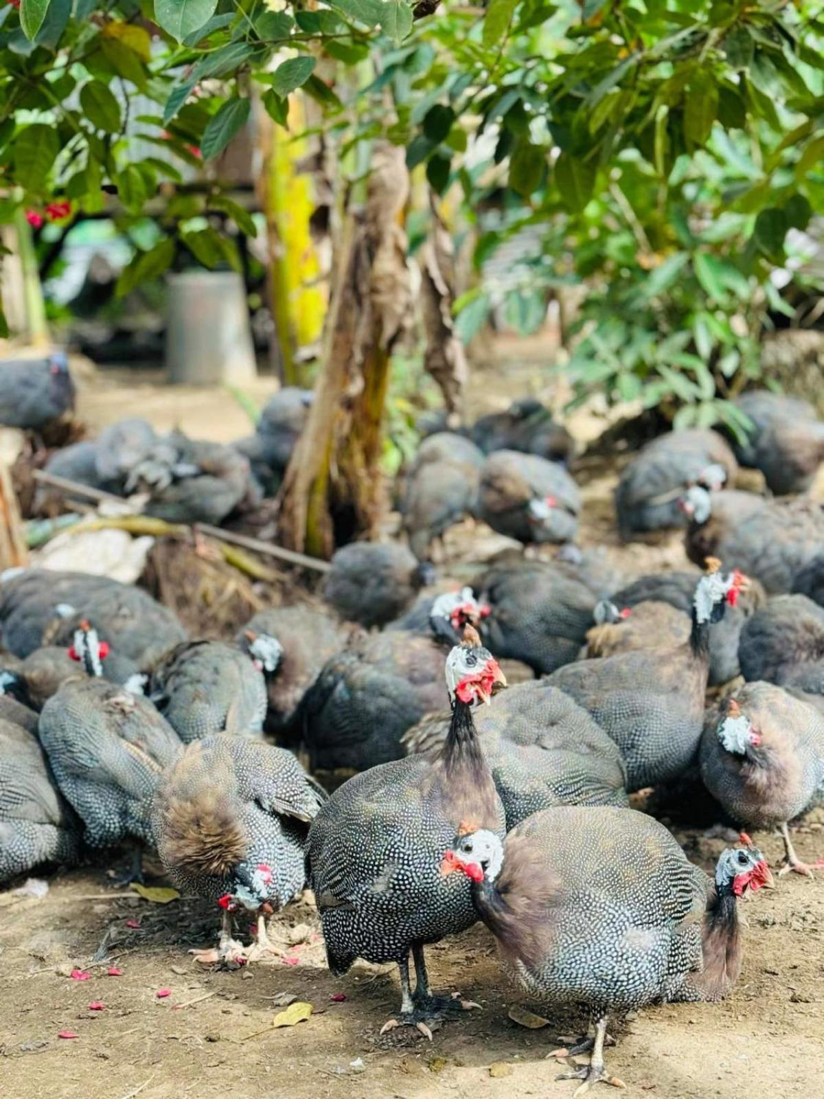 Gkg Farm Cebu Ph