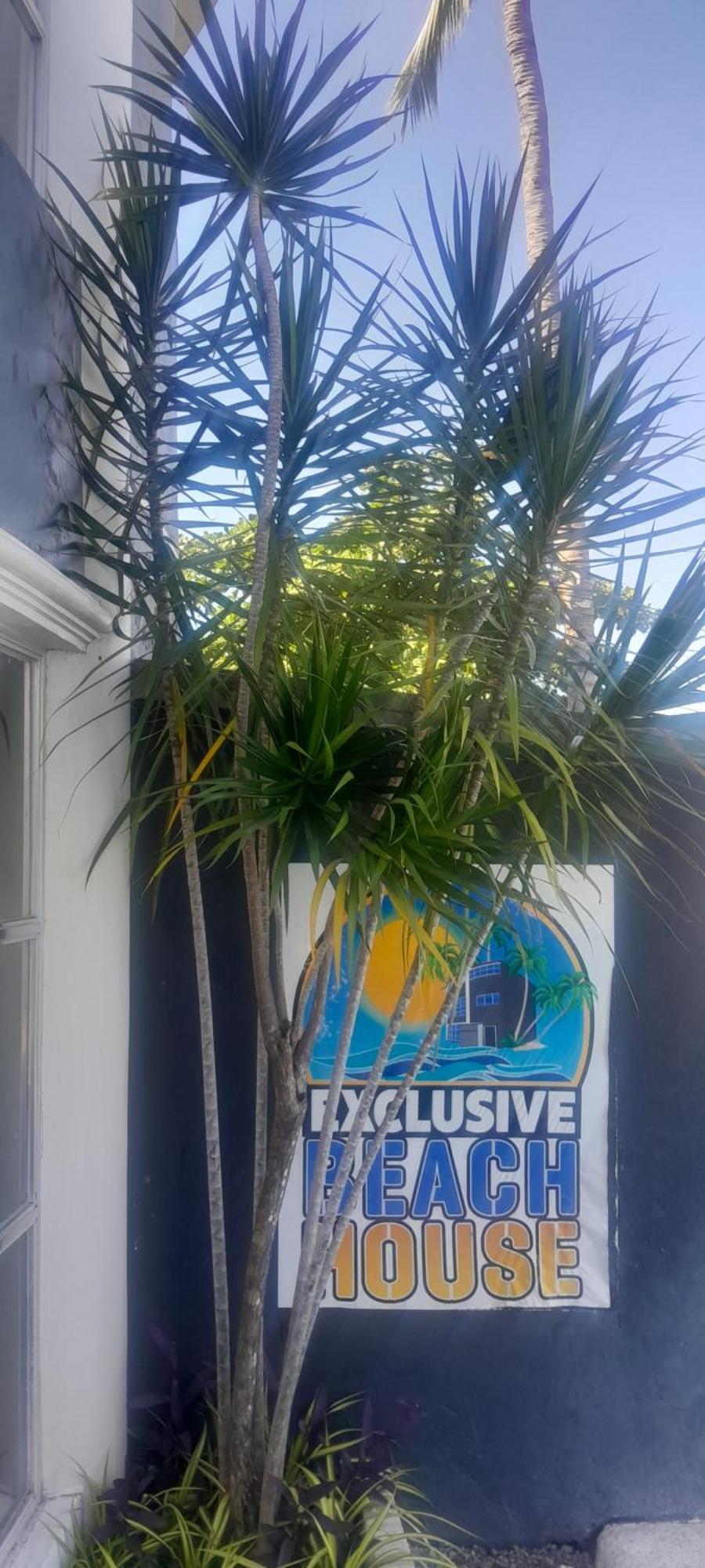 Exclusive House * Catmon