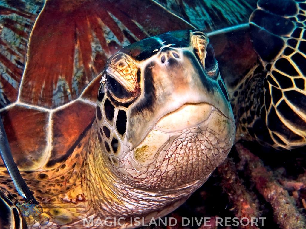 Magic Island Dive Moalboal