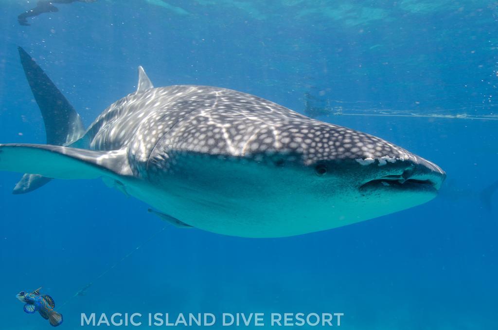 Resort Magic Island Dive 3*