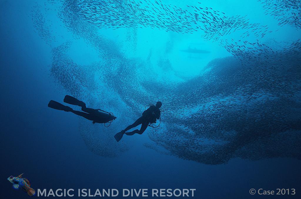 Magic Island Dive Moalboal