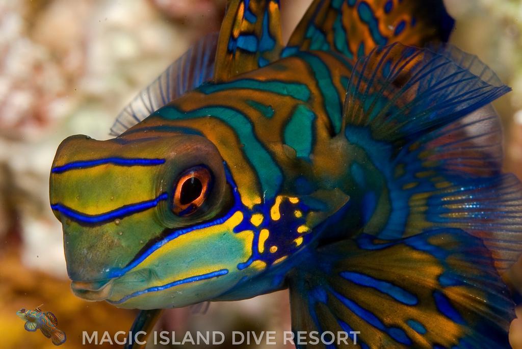 Magic Island Dive 3* Moalboal
