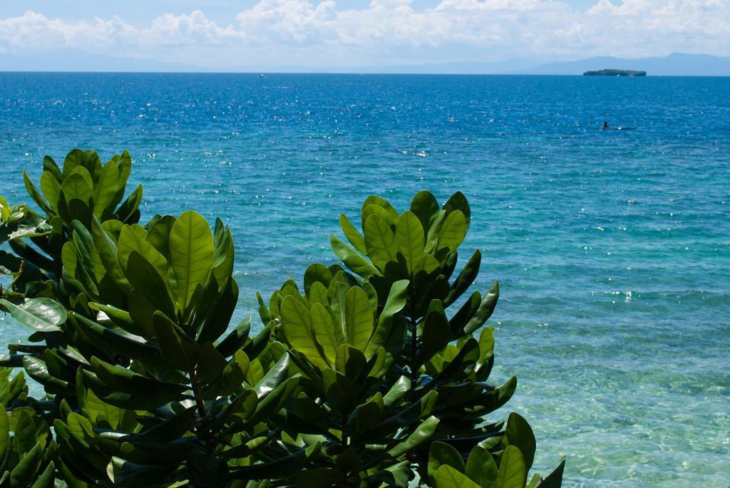 Resort Quo Vadis Dive Moalboal