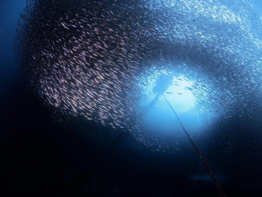 Quo Vadis Dive 3* Moalboal