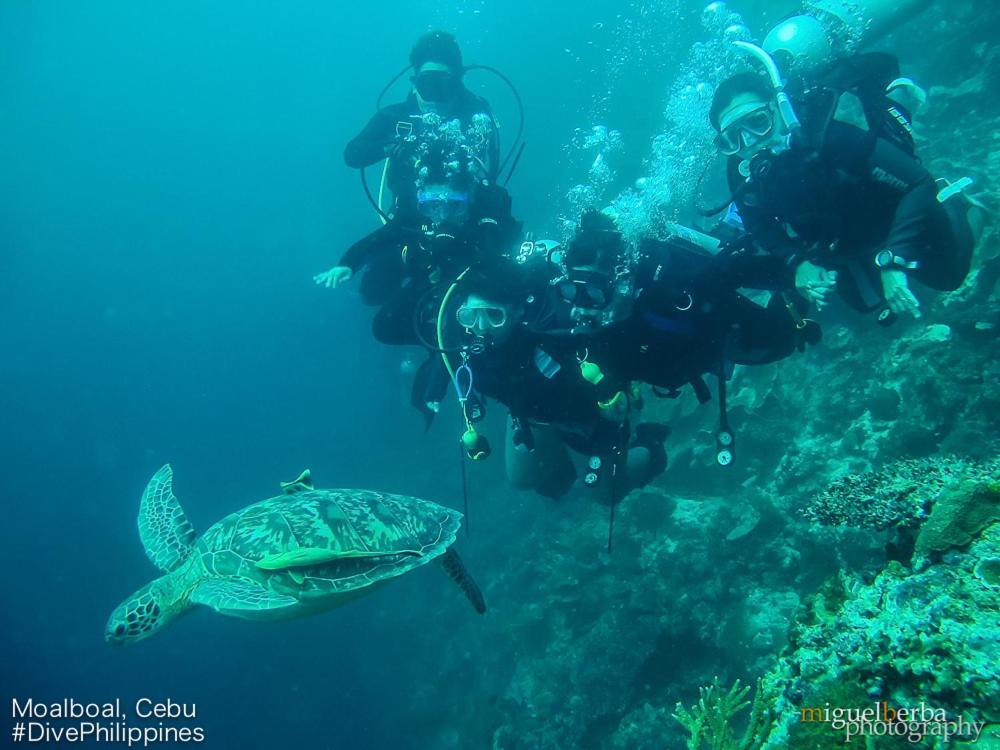 Asian Belgian Dive Resort Moalboal