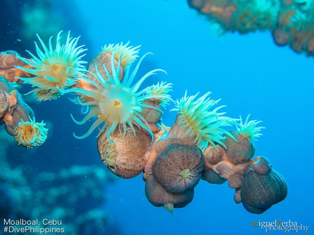 Asian Belgian Dive Moalboal
