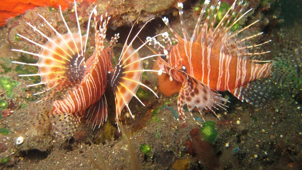 Asian Belgian Dive Moalboal