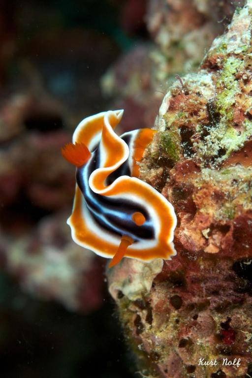 Asian Belgian Dive