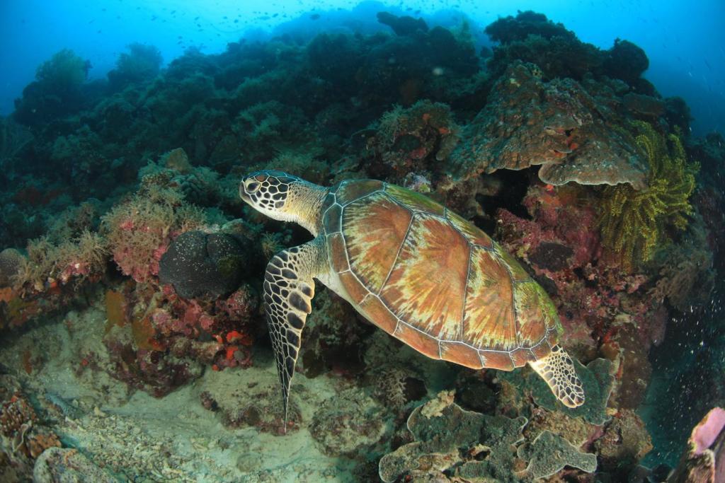 Asian Belgian Dive Moalboal