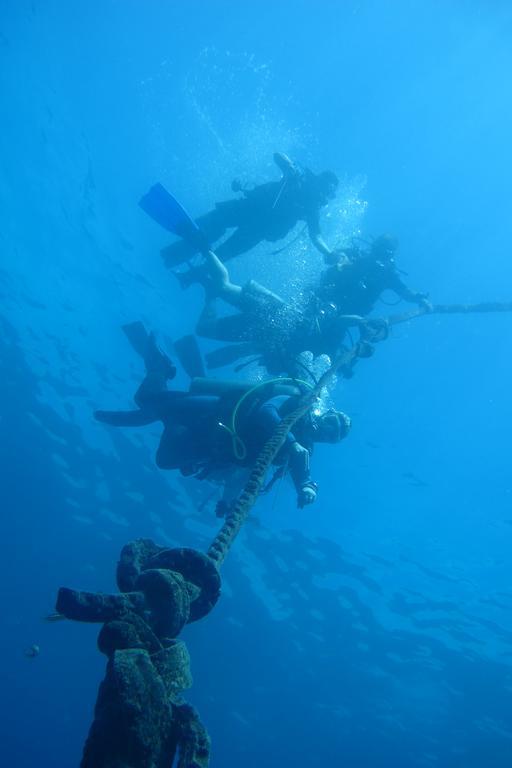 The Blue Orchid Moalboal
