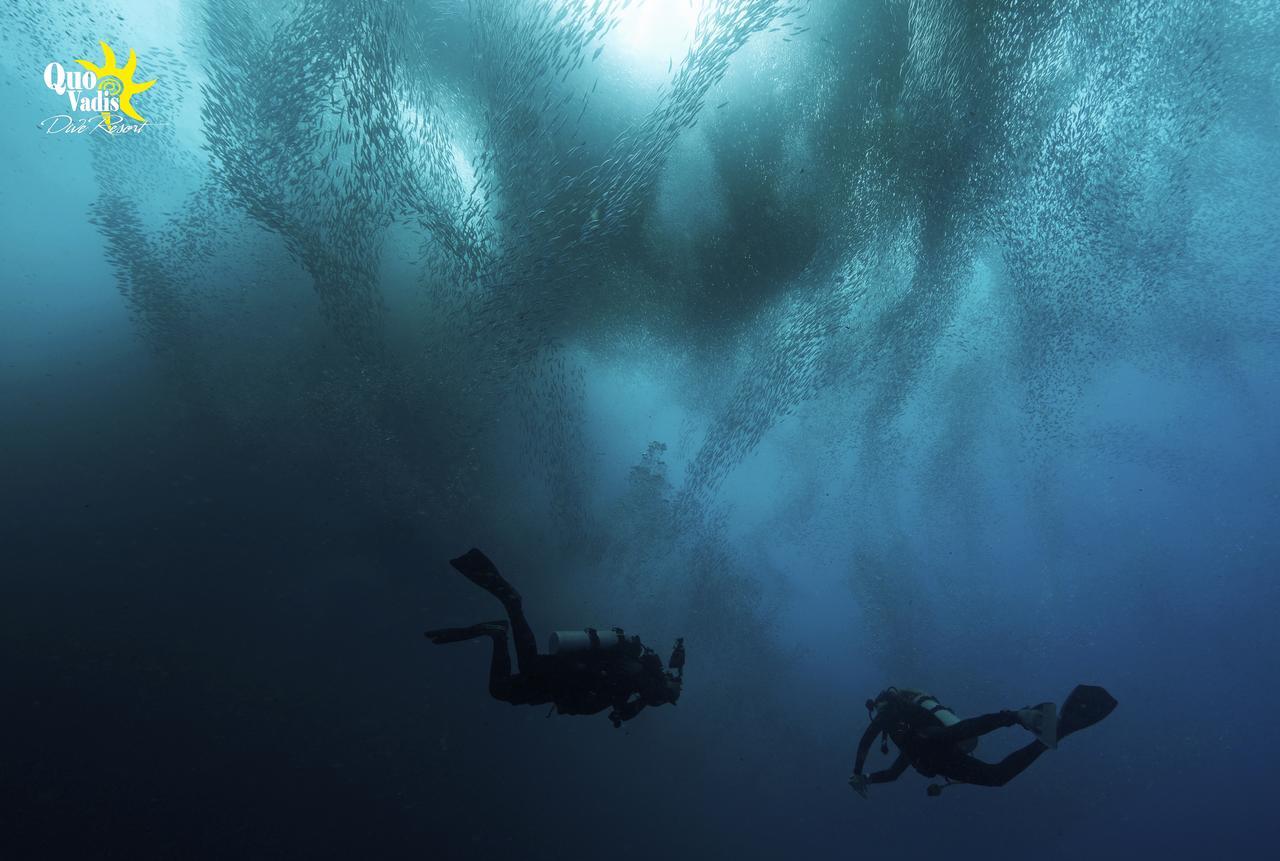 Quo Vadis Dive Resort