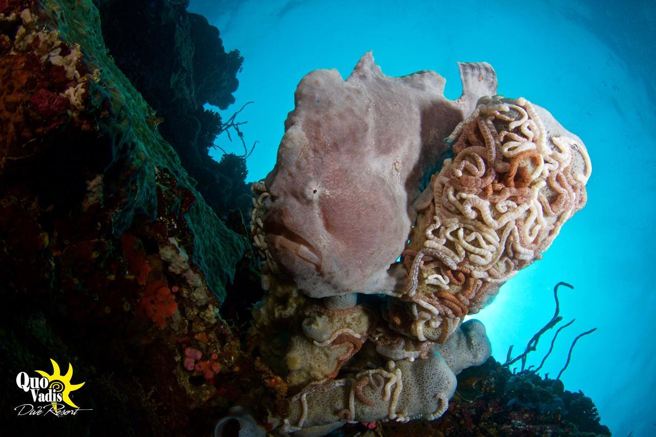 Quo Vadis Dive