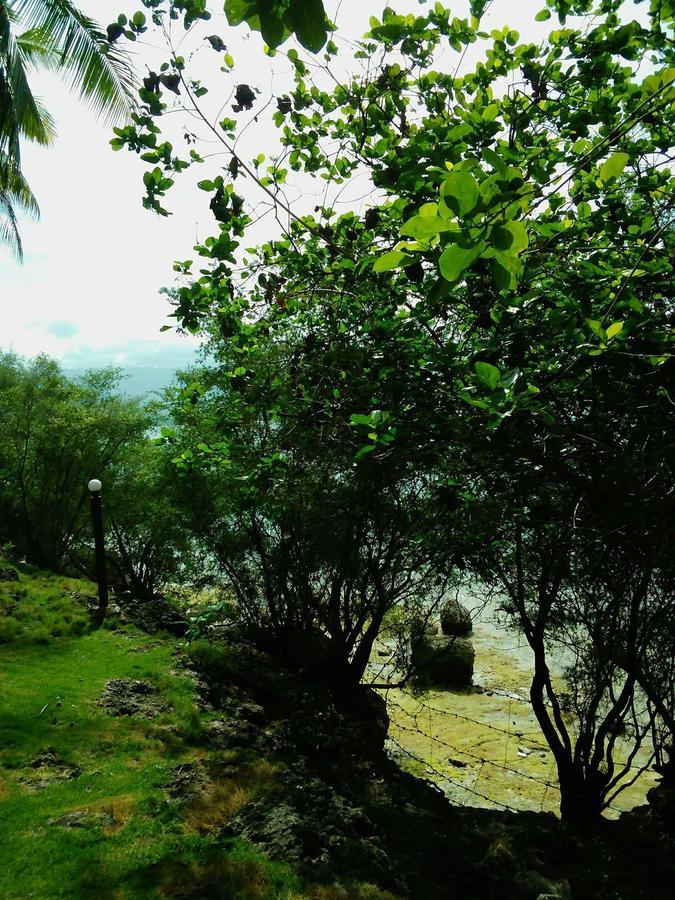Allba's Moalboal