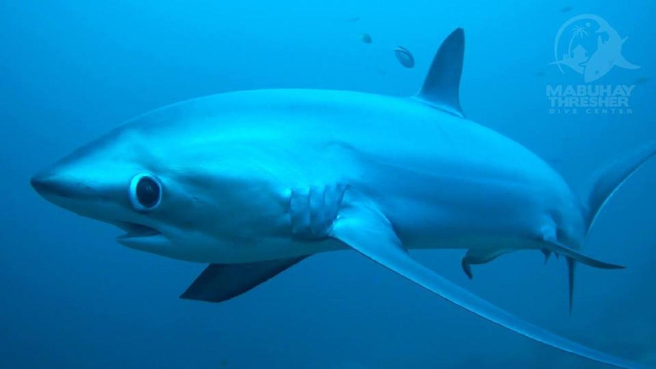 Mabuhay Thresher Dive Resort Logon